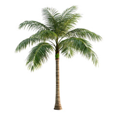 A tall slender palm tree with lush green fronds isolated on transparent background