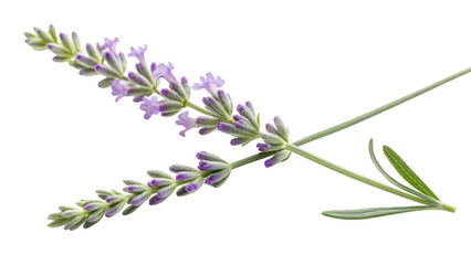 Fototapeta premium Close up of two lavender sprigs with purple flowers isolated on transparent background