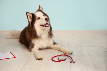 Cute Husky dog with stethoscope near blue wall