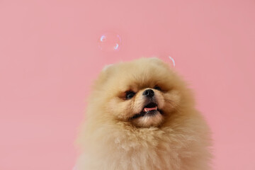 Cute dog with soap bubbles on pink background