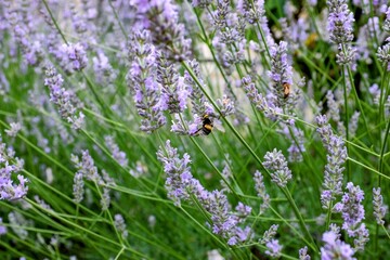 Bees pollinating vibrant purple lavender flowers in a field in Kent, England. Scenic nature view...