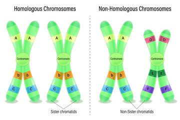 The difference of homologous and non-homologous chromosome (Heterologous chromosome). Vector used for scientific and medical education. 