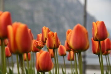 Tulipani arancioni