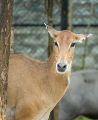 Young deer in the zoo portrait 