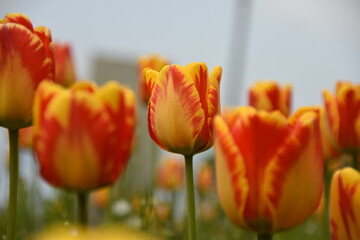 Tulipani gialli