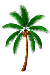 Tropical Coconut Tree Vector Illustration with Green Leaves and Coconuts &ndash; Isolated on Transparent Background
