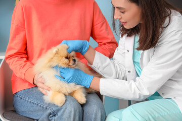 Female veterinarian and owner examining cute Pomeranian dog in clinic