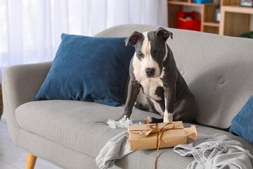 Naughty Staffordshire Terrier with torn Christmas gift box on sofa at home