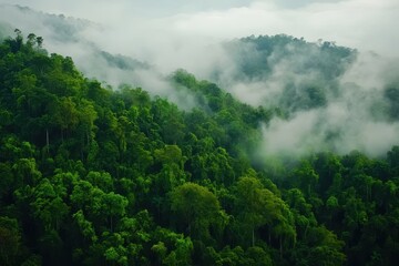 Dense rainforest engulfed in fog with lush greenery at dawn, Rainforest foggy dense with lush green trees  Photo