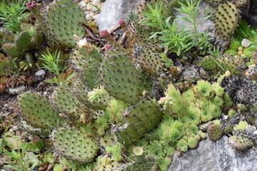 prickly pear cactus