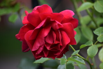 red rose in garden