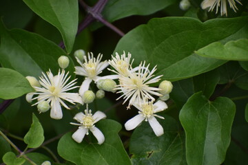 white flowers in the garden