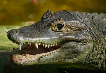 crocodile opened eyes in the water closeup up animal