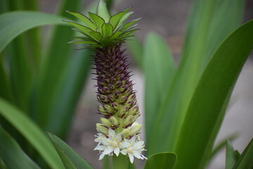 Fototapeta premium pineapple in the garden