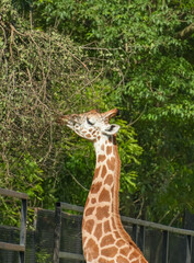 giraffe in the zoo