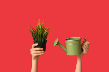 Female hands with potted plant and watering can on red background