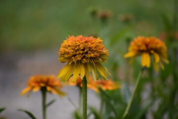 yellow dandelions in the grass