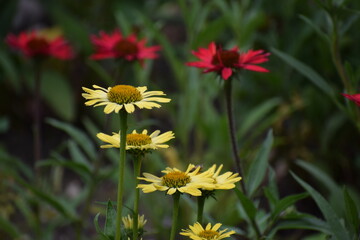 red yellow flower