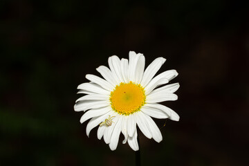 Obraz premium Goldenrod crab spider on a Daisy