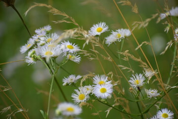 daisies in a meadow