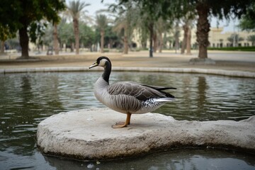 Fototapeta premium Goose grooming itself by the serene pond in Abu Dhabi, Goose cleaning itself at the pond in Abu Dhabi, UAE