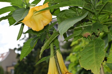 butterfly on a yellow flower