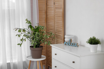 Interior of light room with chest of drawers and houseplant