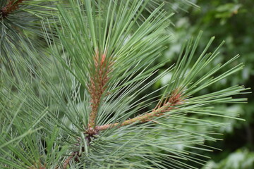 close up of pine needles