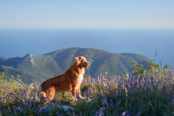 A Nova Scotia Duck Tolling Retriever gazes over a hilltop surrounded by lavender fields and ocean...