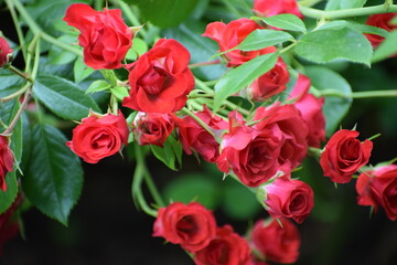 bouquet of red roses on green background