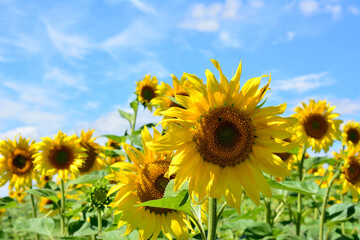 Field of vibrant sunflowers against a bright blue sky copy space wallpaper