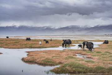 A herd of yaks walks along the grassy valleys of the Pamir highlands against the backdrop of...
