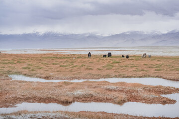 Obraz premium A herd of yaks walks along the grassy valleys of the Pamir highlands against the backdrop of mountain ranges with snow, an animal in the Tien Shan mountains in cloudy weather