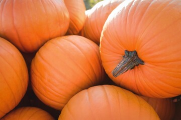 Close-up bright orange pumpkins are piling up in flat vector design, highlighting dry brown stems