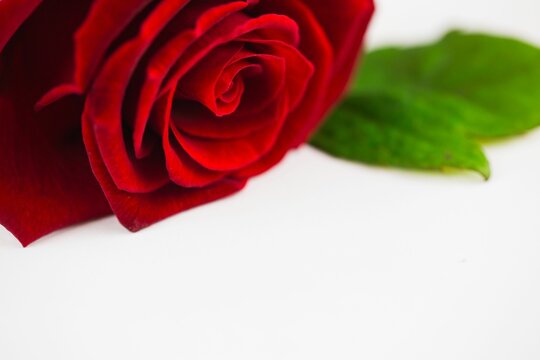 Fototapeta close-up flat design red rose is lying horizontally on white surface with glossy green leaves