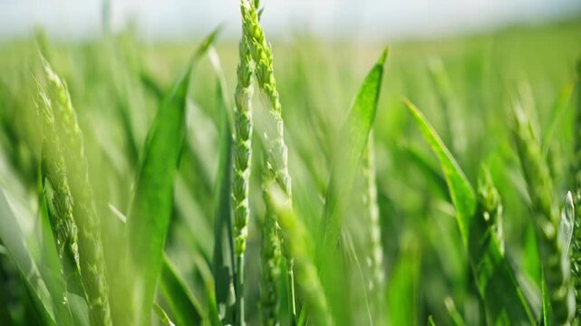 Close-up overview of healthy wheat in peak vegetative phase under soft natural light