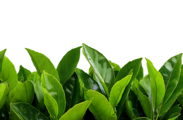 Frame of green leaves with center space isolated on a transparent background