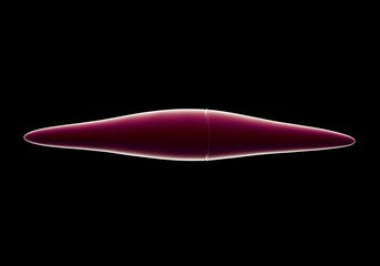 Pennate Diatom - 3D Microscopic Render of Single-Celled Algae