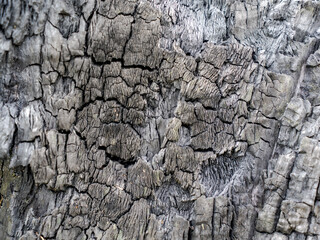 Close-up of the charred surface of a burnt tree