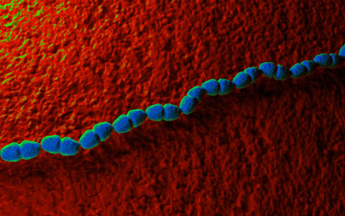 Enterococcus faecalis Bacteria - 3D Medical Render
