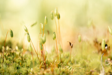 Small sprouts in a garden with sunshine and blur background macro