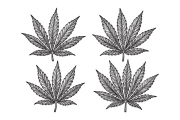Cannabis Leaves and Buds Vector Engraving Set