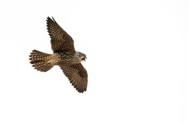 Juvenile peregrine falcon flying up close to the camera in Los Angeles. First flight