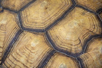 macro shot of a tortoise shell, showcasing its unique patterns and natural textures