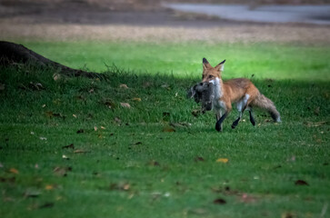 Red fox just hunted two squirrels and walking across the park like a stud