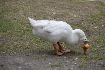close-up of a white goose with an orange beak, head down, foraging on the ground for food.