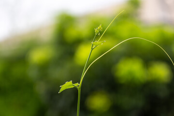 close-up shot of a delicate, young green shoot with small leaves and tendrils reaching upwards