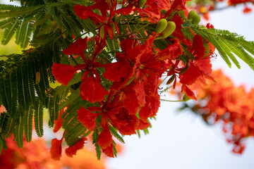 bright orange-red flowers of the Flamboyant tree (Delonix regia), also known as Royal Poinciana or Flame tree.