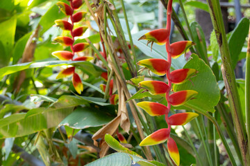 vibrant Heliconia rostrata flowers, also known as Lobster Claw or False Bird of Paradise.