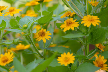 bright yellow Dahlberg Daisy (Thymophylla tenuiloba), also known as Golden Fleece or Pricklyleaf.